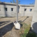 청운문학도서관 | 서울 경치 좋은 인왕산,청운 문학 도서관 주차 후기