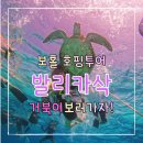 거북이약국 | 보홀 발리카삭 거북이 호핑투어 해파리 물벼룩 연고추천