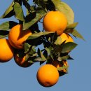 오렌지 이미지