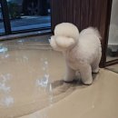 그루밍샵(grooming shop) | 대구 달서구 비숑프리제 미용 후기 &#34;아이의 폭풍 변신!&#34; 그루밍쇼타임