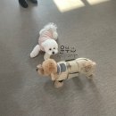 털로덮인친구들광주