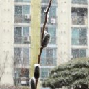 버들강아지 이미지