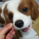 헬시펫 | < 헬시펫 :: 생식에 이어 수제간식 구매후기 ♡>