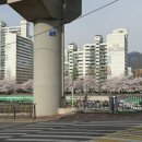 리하트병원 | 의정부시 2025 한마음 건강걷기 &amp; 중랑천 벚꽃 후기