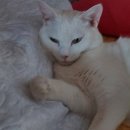 참 동물병원 | 신당역 동물병원 미래지 후기 고양이 갑상선기능항진증