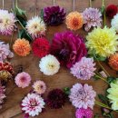 카페 다알리아 이미지