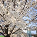 일산소호정 | 2026 일산 호수공원 벚꽃 실시간 개화 현황(주차 꿀팁)