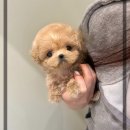 나은 강아지나라 | 군자강아지분양 작은푸들 입양후기