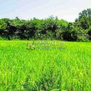 연곡리 농장 이미지