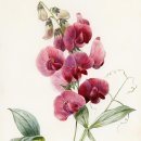 스위트피(sweetpea) 이미지