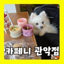씨유 신림테라스점 | 반려동물동반 가능한 봉천동카페 찾는다면? ‘카페니 관악점’ – 관악구애견수제간식 맛집 추천!