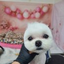 우아한개 이미지