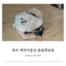 봄봄펫