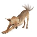 꼬리치는 강아지 이미지