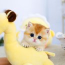 고양이를 사랑하는 남자 이미지