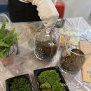 내 책상위의 작은 숲 테라리움 이미지