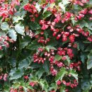 타이니젬 이미지