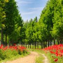 꽃양귀비마을 이미지