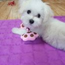 코코상점