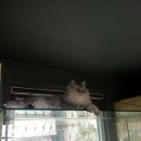 우쭈쭈 애견샵 이미지