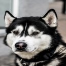 애견매니아 이미지