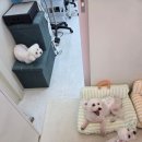 힐스 펫살롱 | 경기 광주 애견미용 힐스 펫살롱에서 편안하게 다녀온 후기