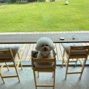 백설애견 | 충남 예산 애견동반 카페 가볼만한곳 베이커리 야외정원이 예쁜 백설농부 추천