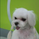 모모미용
