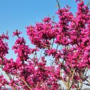 연산홍 - 용인시 처인구 한터로 34 | 연산홍