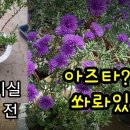 뭔 다육매장에 국화? 아즈타 회복기 그리고 설명충?이 말하는 고체, 액체 영양제의 올바른 활용법 이미지