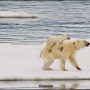 엄마와 아기곰 이미지