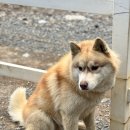 옛진못식육식당 이미지