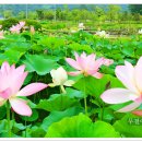 연꽃단지 이미지