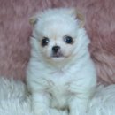 양지켄넬 이미지