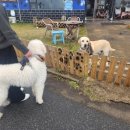 스테이반하나 | 제주도 애견동반 여행 :: 제주도 서귀포시 남원읍 오션뷰 스테이반하나카페 내돈내산후기(대형견 동반가능)