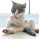 고양이 발바닥 이미지