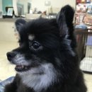 여시코빼기 이미지