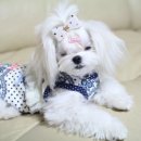 미스터독 이미지