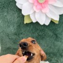 바멍샵 이미지