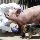 군서축산 이미지