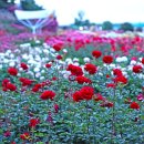 형산강 장미원 이미지