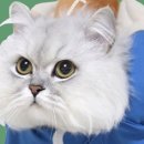 고체 샴푸바 만들기 이미지