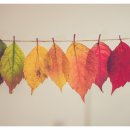 사랑의 뜰안 이미지