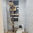 바하 고양이 병원 이미지