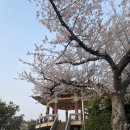 사라봉축구장 | 제주 오름 (3) 벚꽃이 만발한 3월의 사라봉 (제주 10경 사봉낙조)