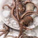 신안산낙지 이미지