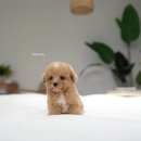 푸숑푸숑 이미지