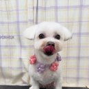 탱스땡스 이미지