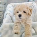 도그마루 강아지고양이 일산점 이미지