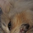 범과같이 이미지